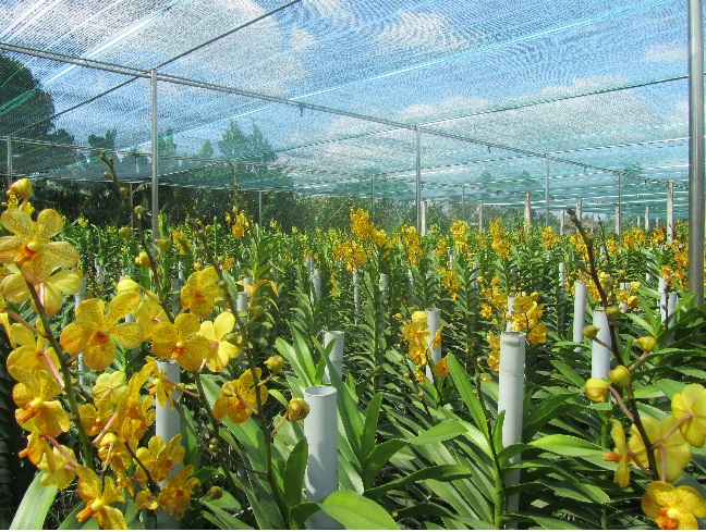 Sản xuất hoa lan tại thành phố Hồ Chí Minh