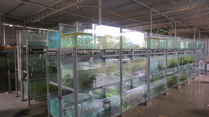 Phát triển thị trường cá cảnh thành phố Hồ Chí Minh
