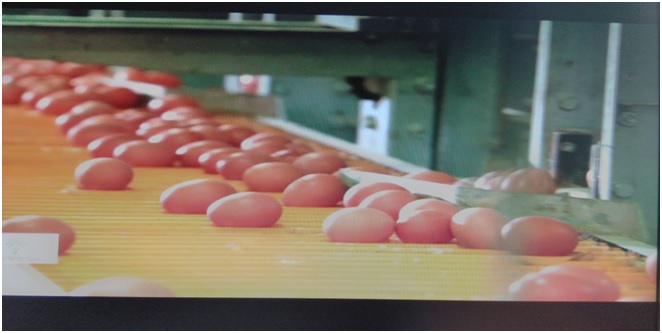 Trang trại gà đẻ trứng công nghệ cao - Công ty Dư Hoài