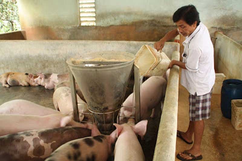 Thịt heo nhập khẩu vào Việt Nam chỉ… 35.000 đồng/kg