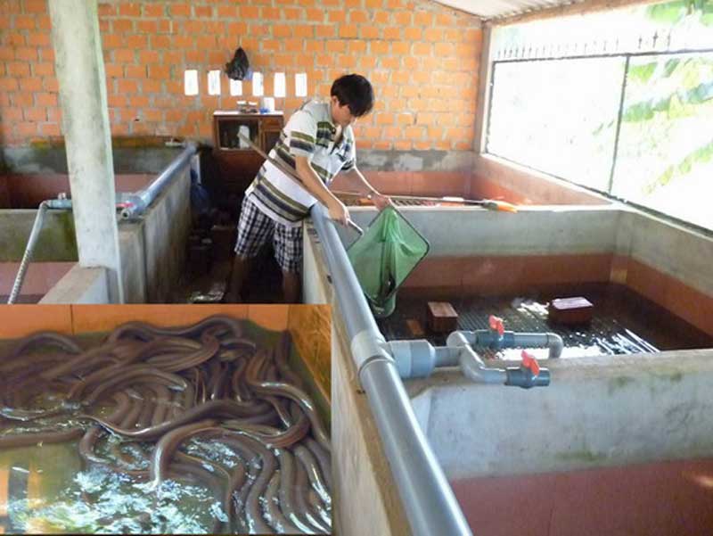 Tiềm năng sản xuất kinh doanh lươn thịt nuôi không bùn trong bể xi măng tại Thành phố Hồ Chí Minh