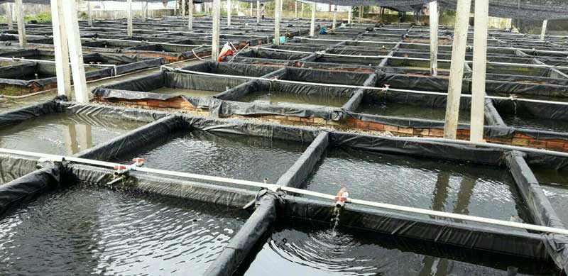Tiềm năng sản xuất kinh doanh lươn thịt nuôi không bùn trong bể xi măng tại Thành phố Hồ Chí Minh