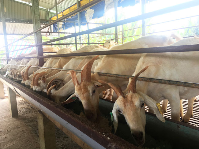 Giới thiệu tiềm năng và sự phát triển của việc chăn nuôi dê sữa tại Thành phố Hồ Chí Minh