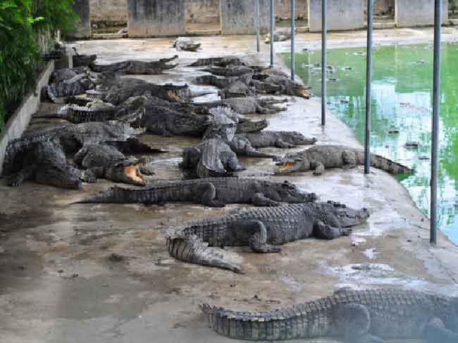 Người nuôi cá sấu được cứu