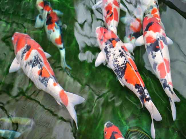 Sinh sản nhân tạo cá chép Nhật – Giải pháp kỹ thuật cho ngành cá cảnh