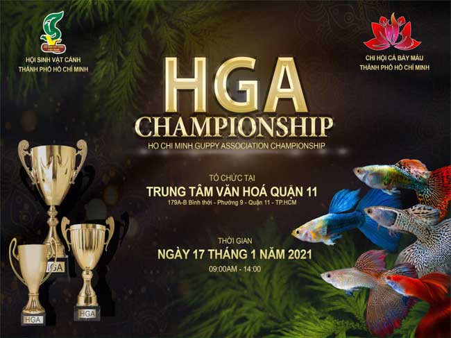 Sôi động, hào hứng với “Cuộc thi cá Bảy Màu thành phố Hồ Chí Minh” năm 2021