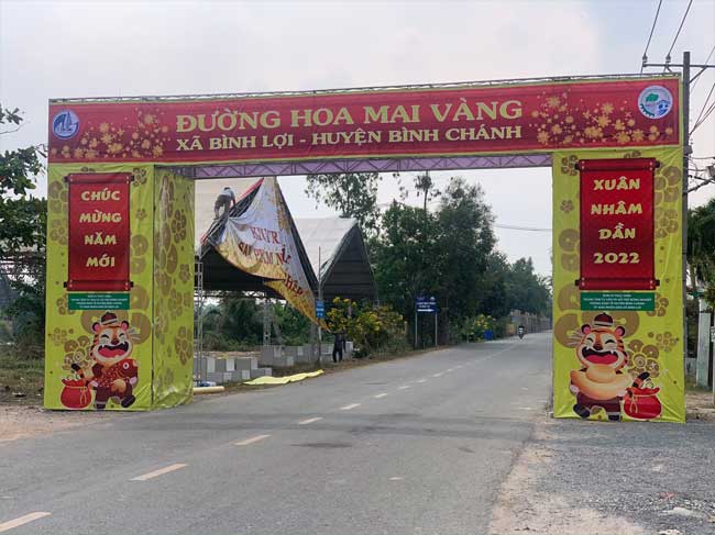 Đường hoa mai vàng huyện Bình Chánh - Xuân Nhâm Dần 2022