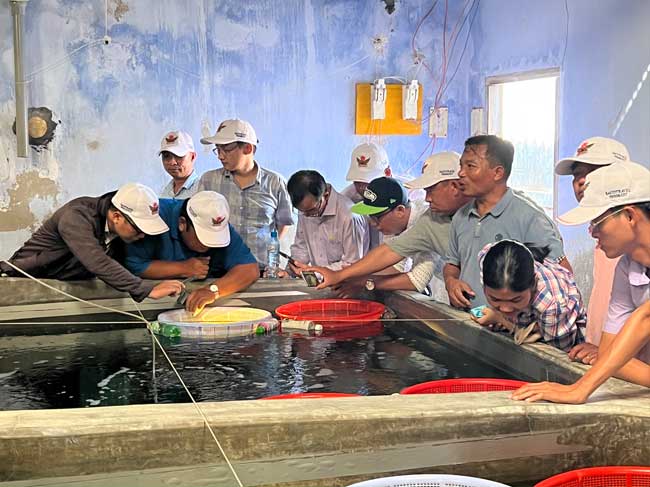 Thành Phố Hồ Chí Minh – Ninh Thuận: trao đổi kinh nghiệm nuôi ốc hương thương phẩm đạt hiệu quả cao