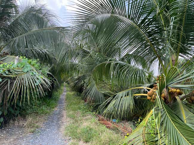 Hỗ trợ đánh giá giám sát duy trì chứng nhận VietGAP cho cơ sở trồng dừa ở Bình Chánh
