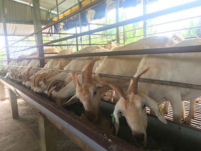 Mô hình chăn nuôi dê sữa mang lại hiệu quả kinh tế cao