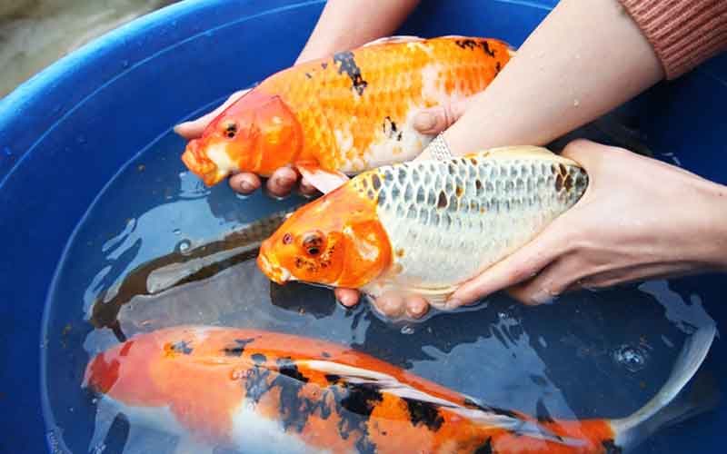 Sinh sản nhân tạo cá chép Nhật – Giải pháp kỹ thuật cho ngành cá cảnh
