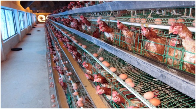 Trang trại gà đẻ trứng công nghệ cao - Công ty Dư Hoài