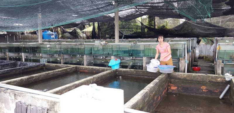 Mô hình nuôi lươn không bùn trong bể xi măng tại huyện Củ Chi