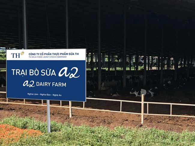 “Bò A2 - Sữa A2” - Hướng đi mới của ngành chăn nuôi bò sữa tại Việt Nam