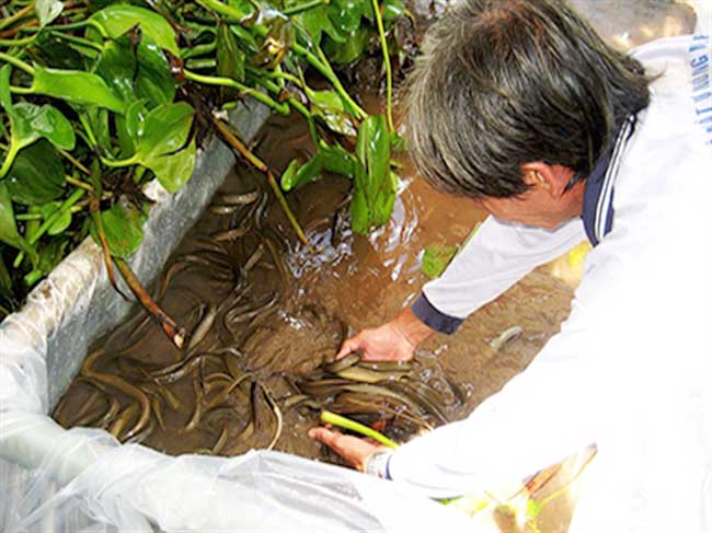 Kỹ thuật chăm sóc lươn bệnh